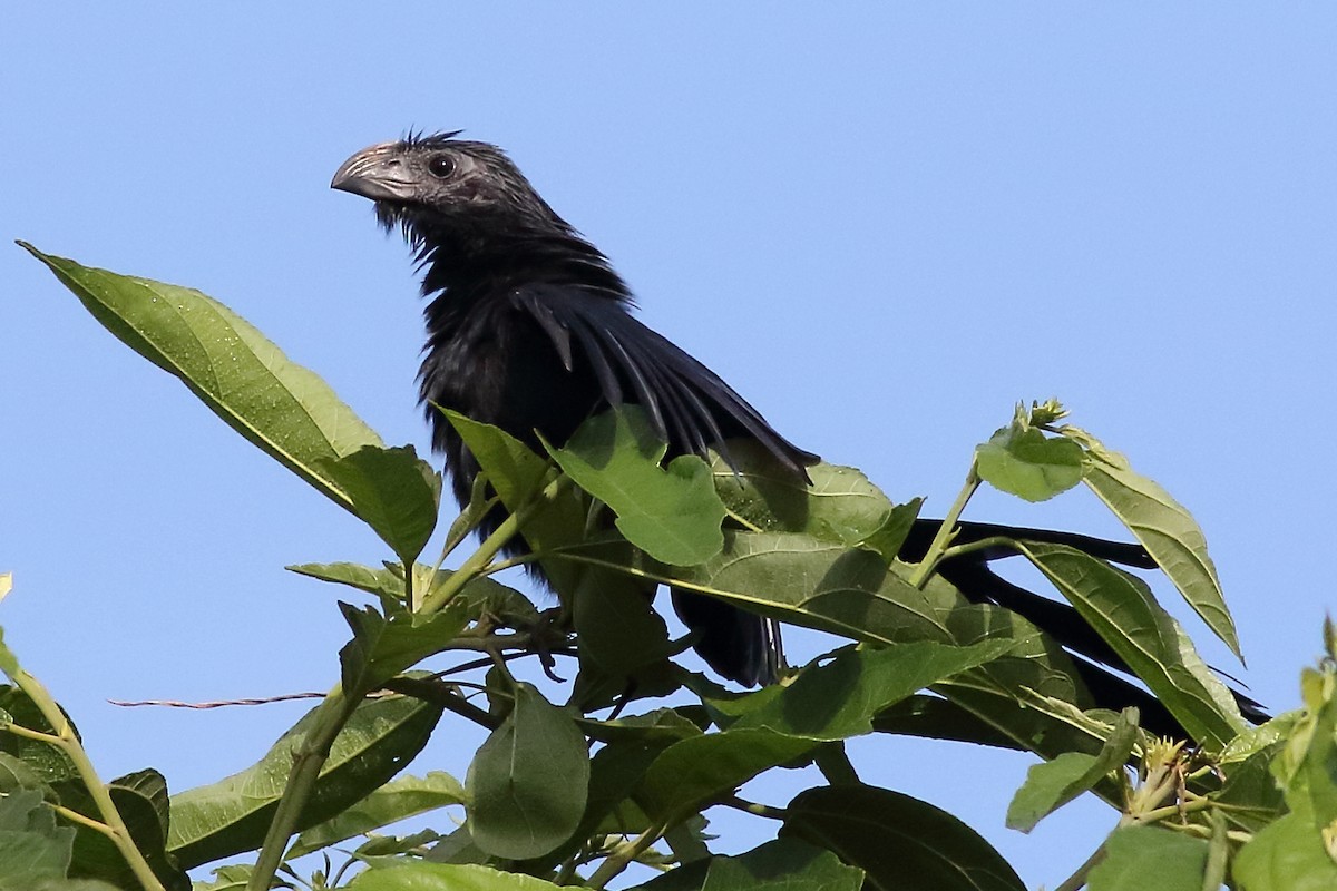 Groove-billed Ani - ML188505781