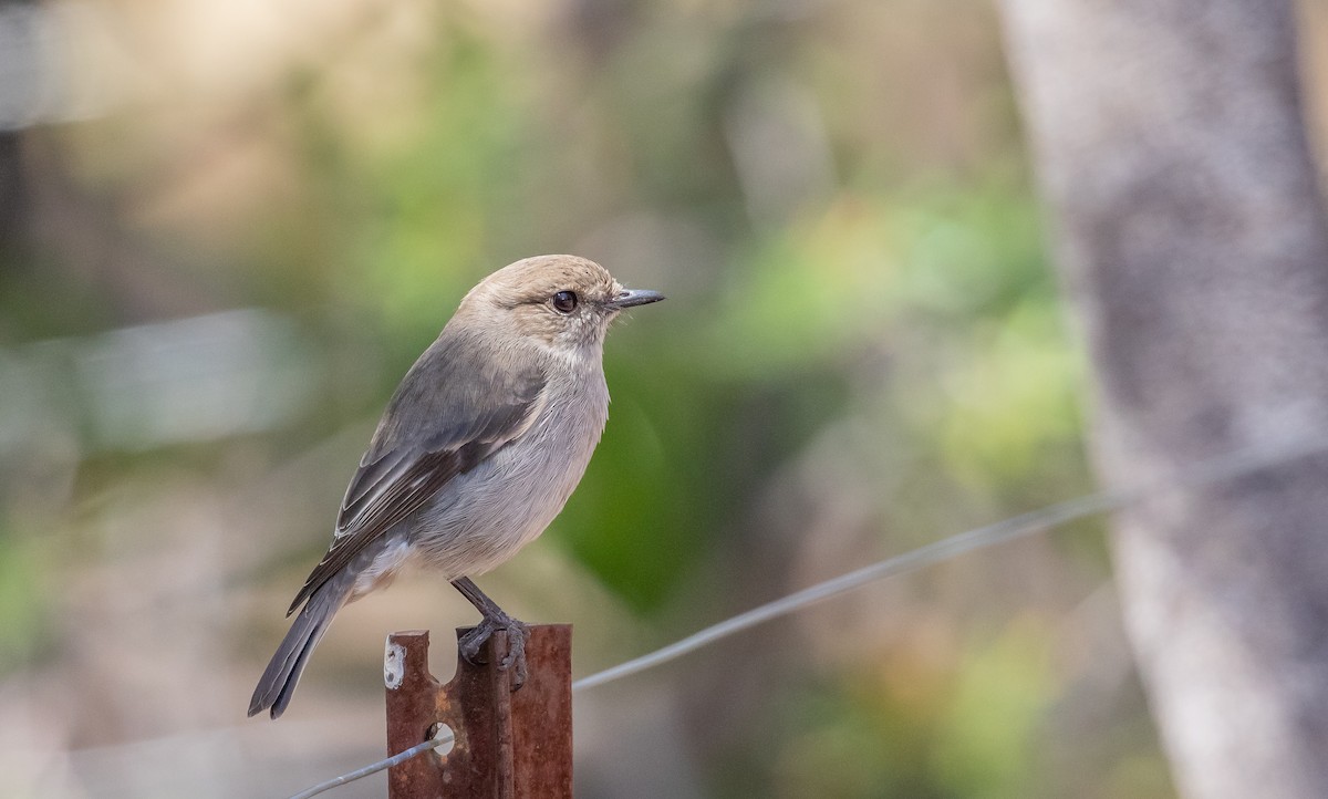 Dusky Robin - ML188506471