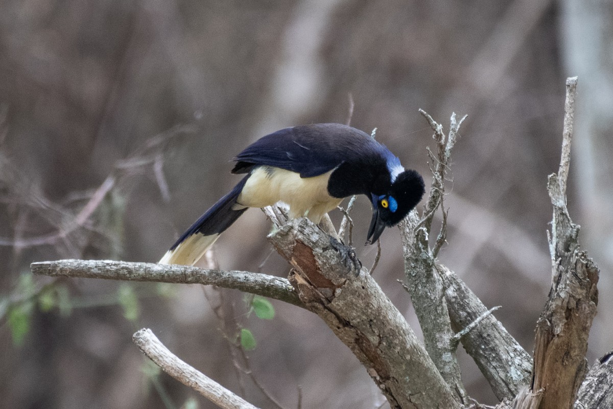 Plush-crested Jay - Adriana Dinu