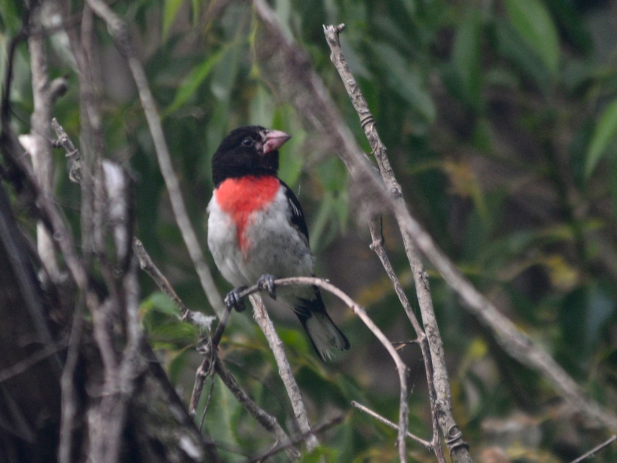 Rose-breasted Grosbeak - Alan Van Norman