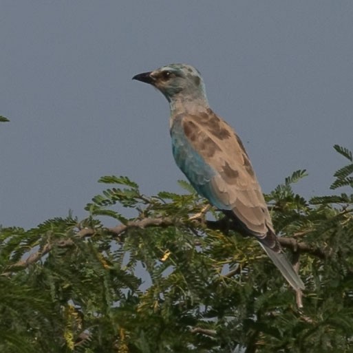 European Roller - ML188510051