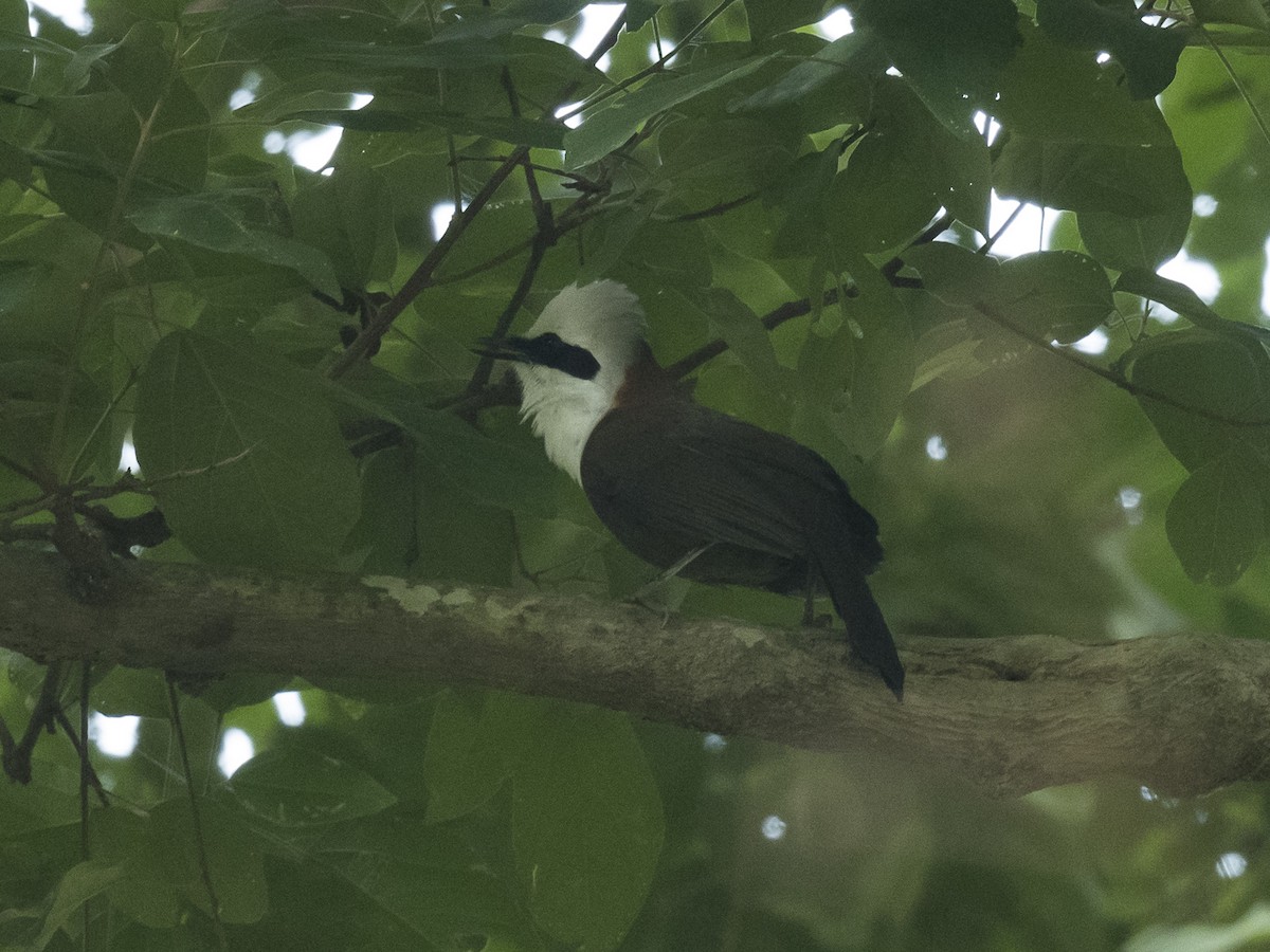 White-crested Laughingthrush - ML188511151