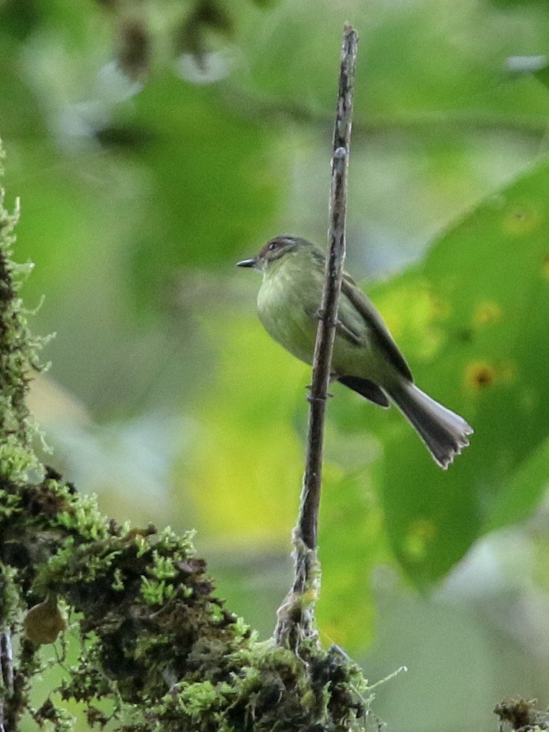 Cinnamon-faced Tyrannulet - ML188511731