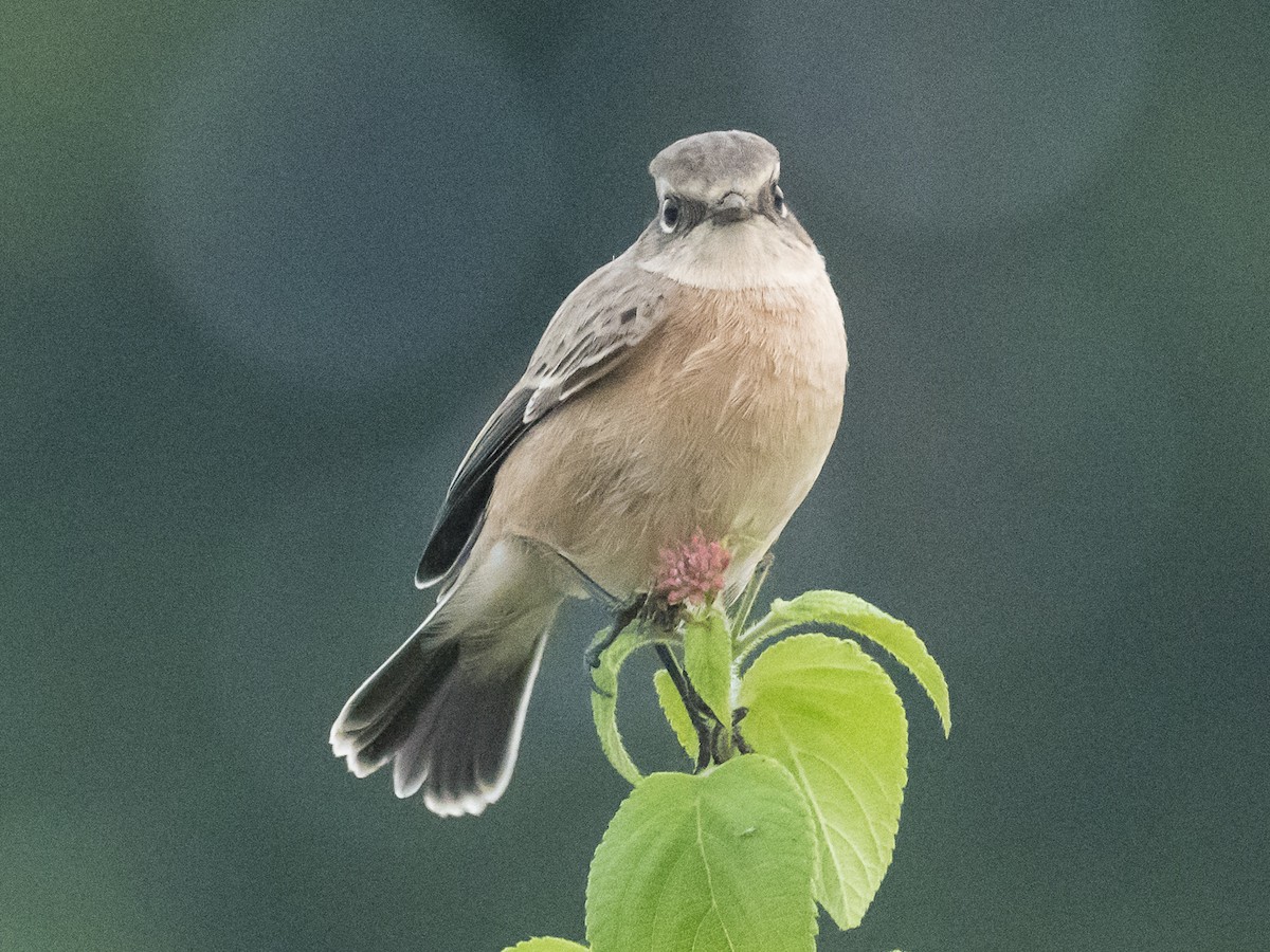 Siberian Stonechat - ML188512051