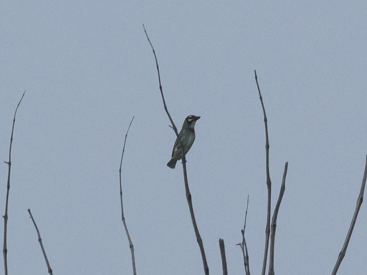 Coppersmith Barbet - ML188512111