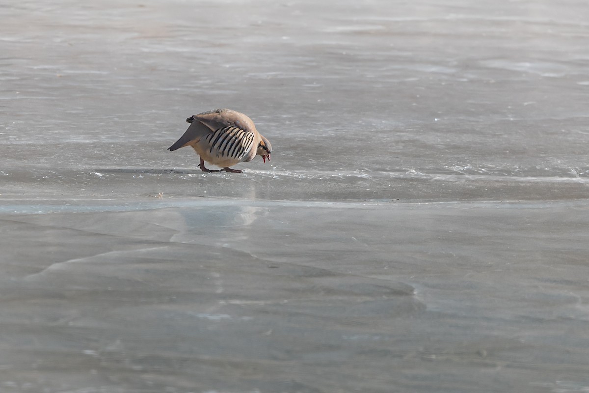 Chukar - ML188513081