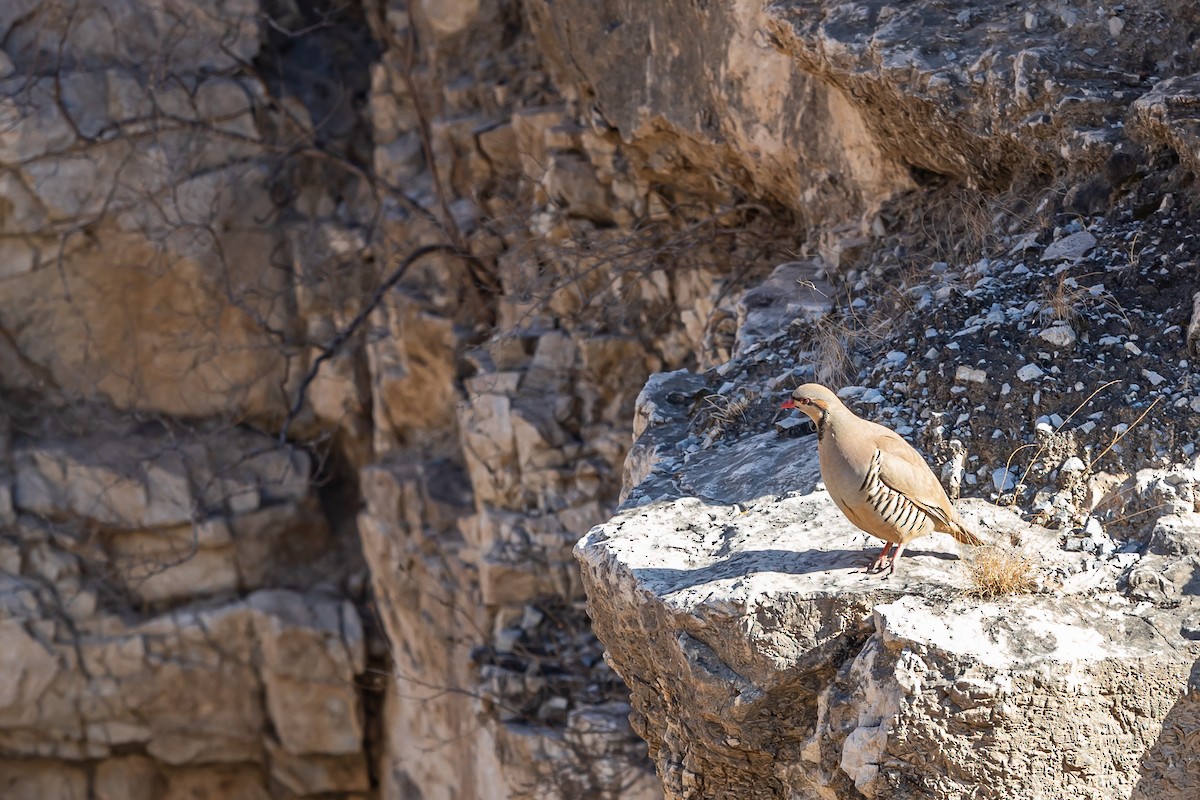 Chukar - ML188513091