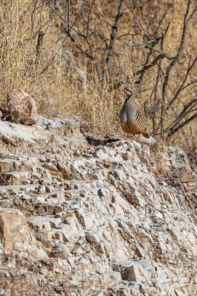 Chukar - Jun Yang