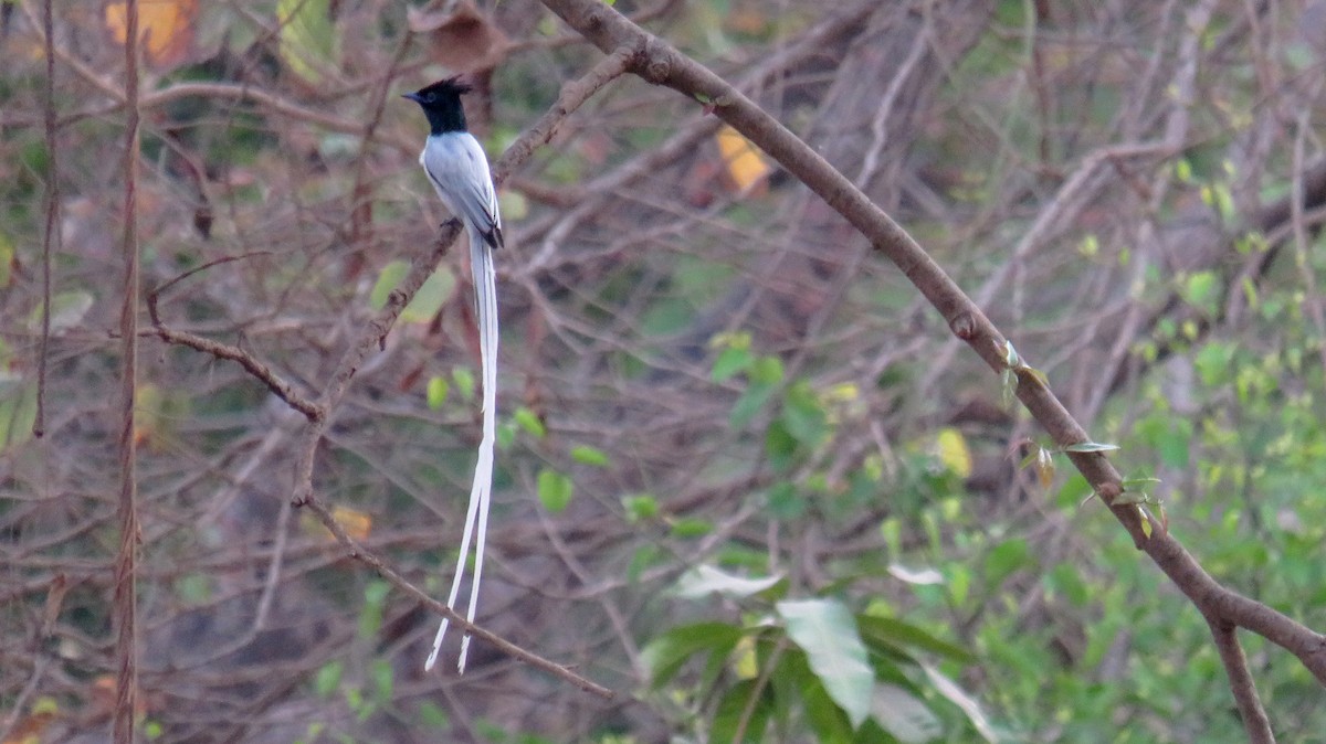 Indian Paradise-Flycatcher - ML188514111