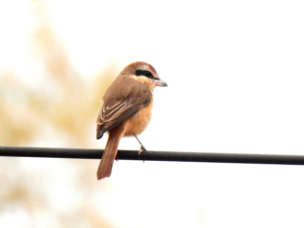 Pie-grièche brune - ML188514341