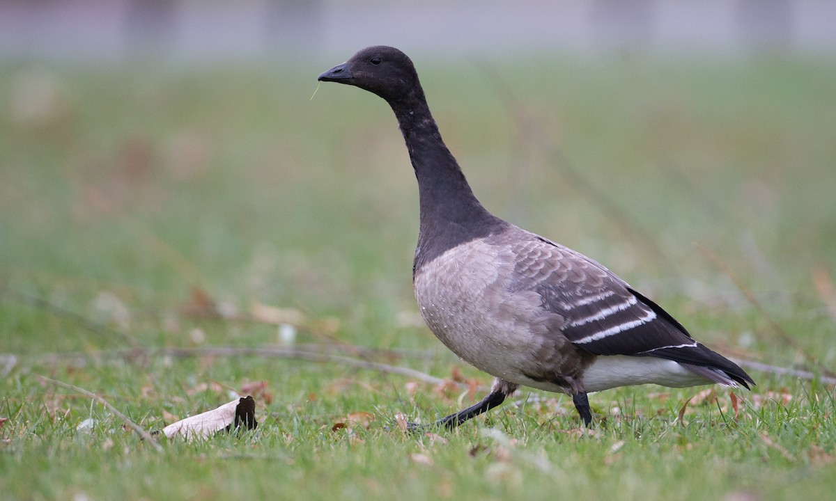 Brant (Pale-bellied) - Chris Wood