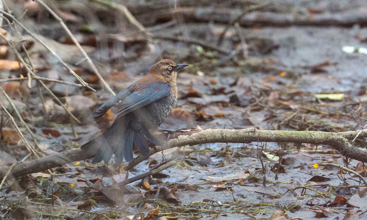 Rusty Blackbird - ML188514991