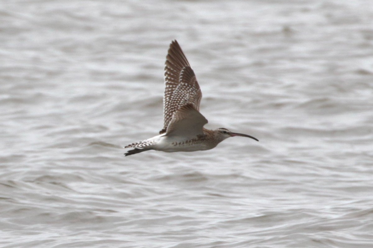 Whimbrel (Steppe) - ML188516191