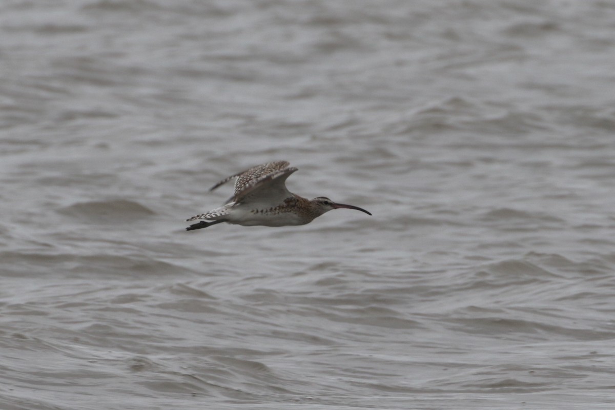 Whimbrel (Steppe) - ML188516201