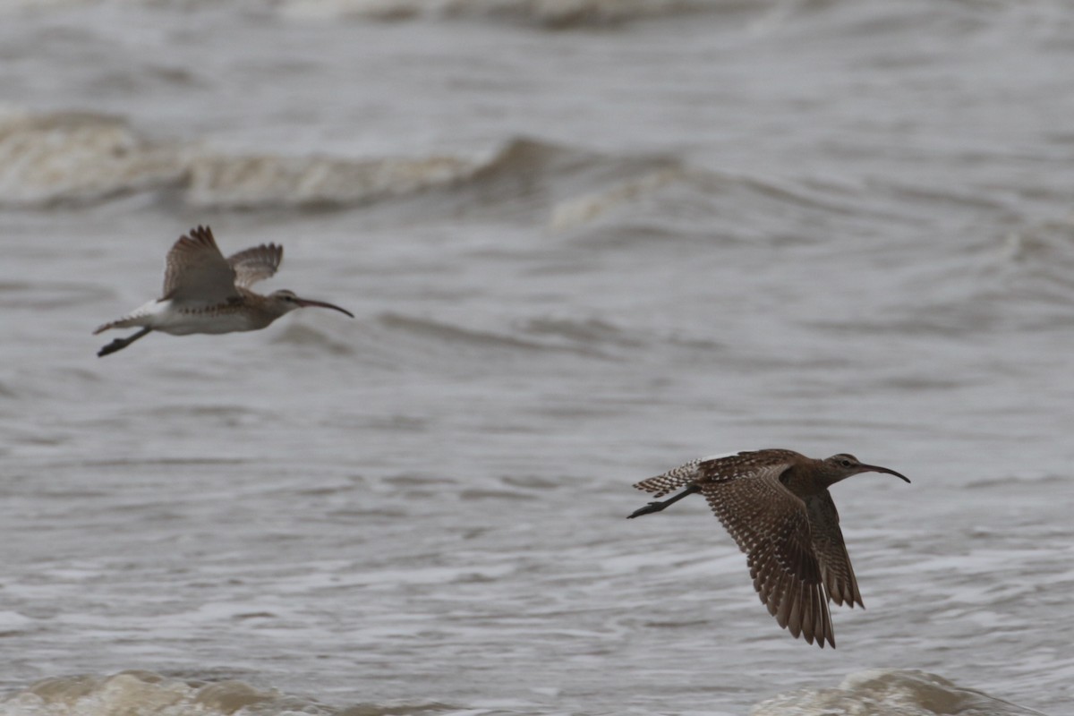 Whimbrel (Steppe) - ML188516211