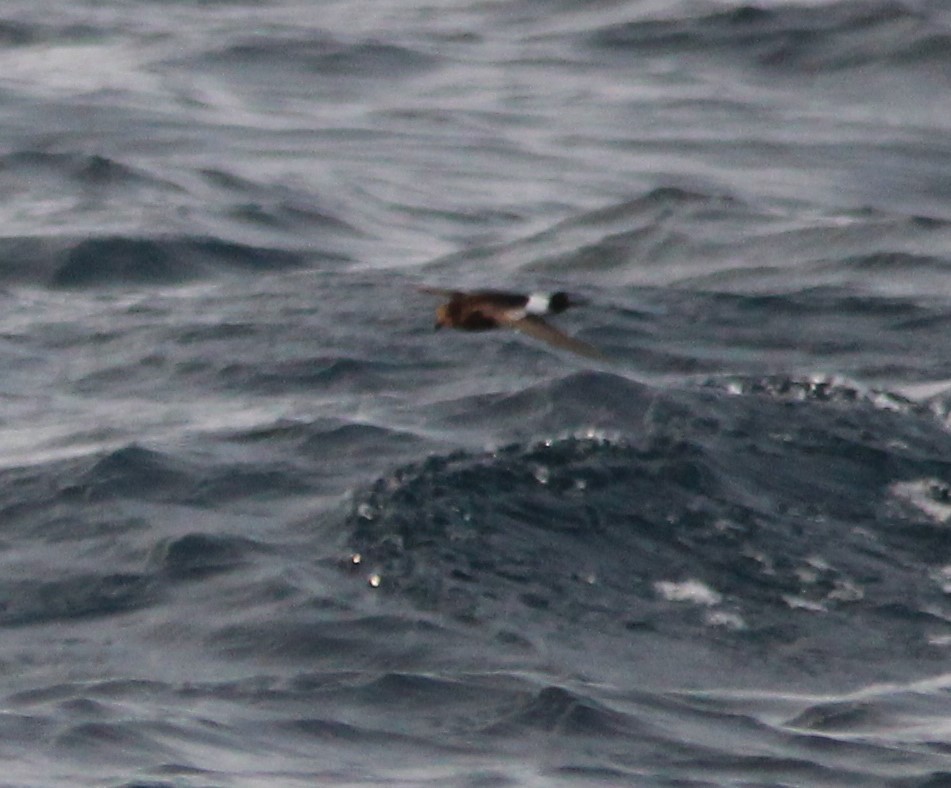 Wilson's Storm-Petrel - ML188516431