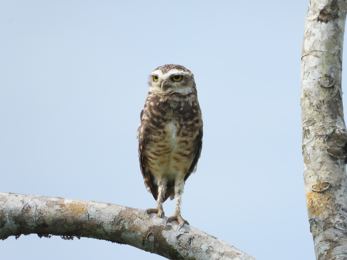 Burrowing Owl - ML188516661