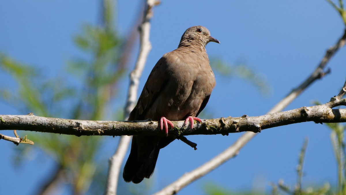 Ruddy Ground Dove - ML188516821