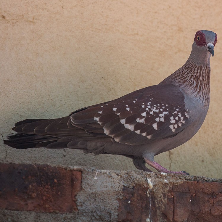 Speckled Pigeon - ML188517131
