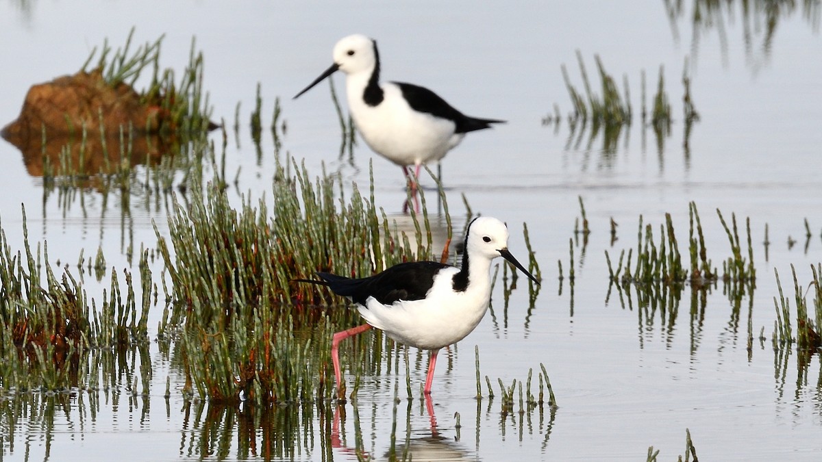 Pied Stilt - ML188517231