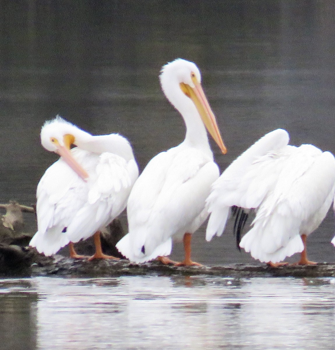 American White Pelican - ML188520181