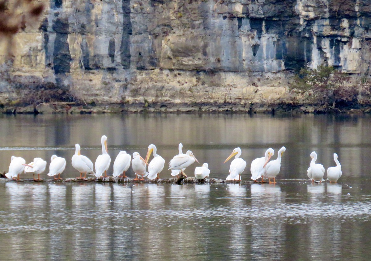 American White Pelican - Ann Tanner