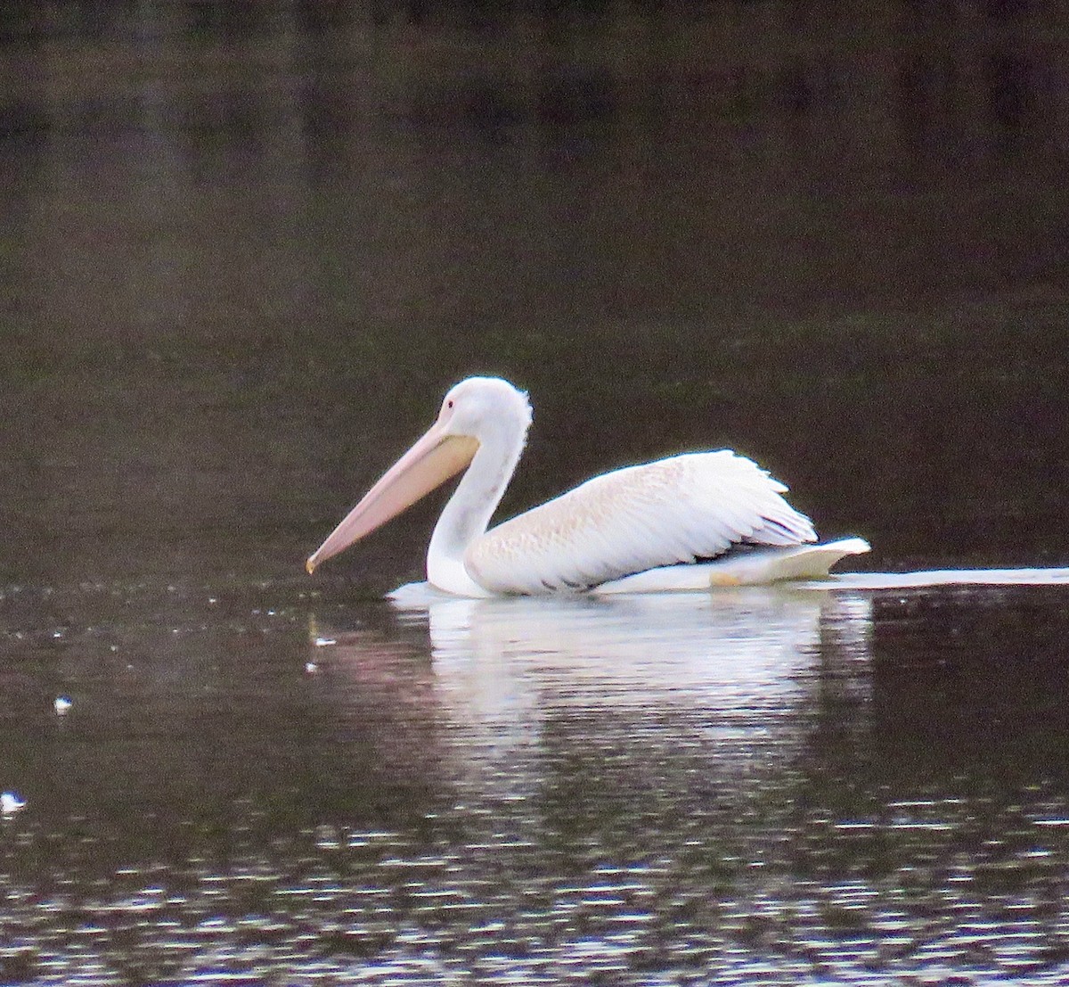 American White Pelican - ML188520211