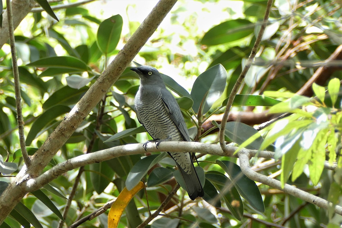 Barred Cuckooshrike - ML188520551