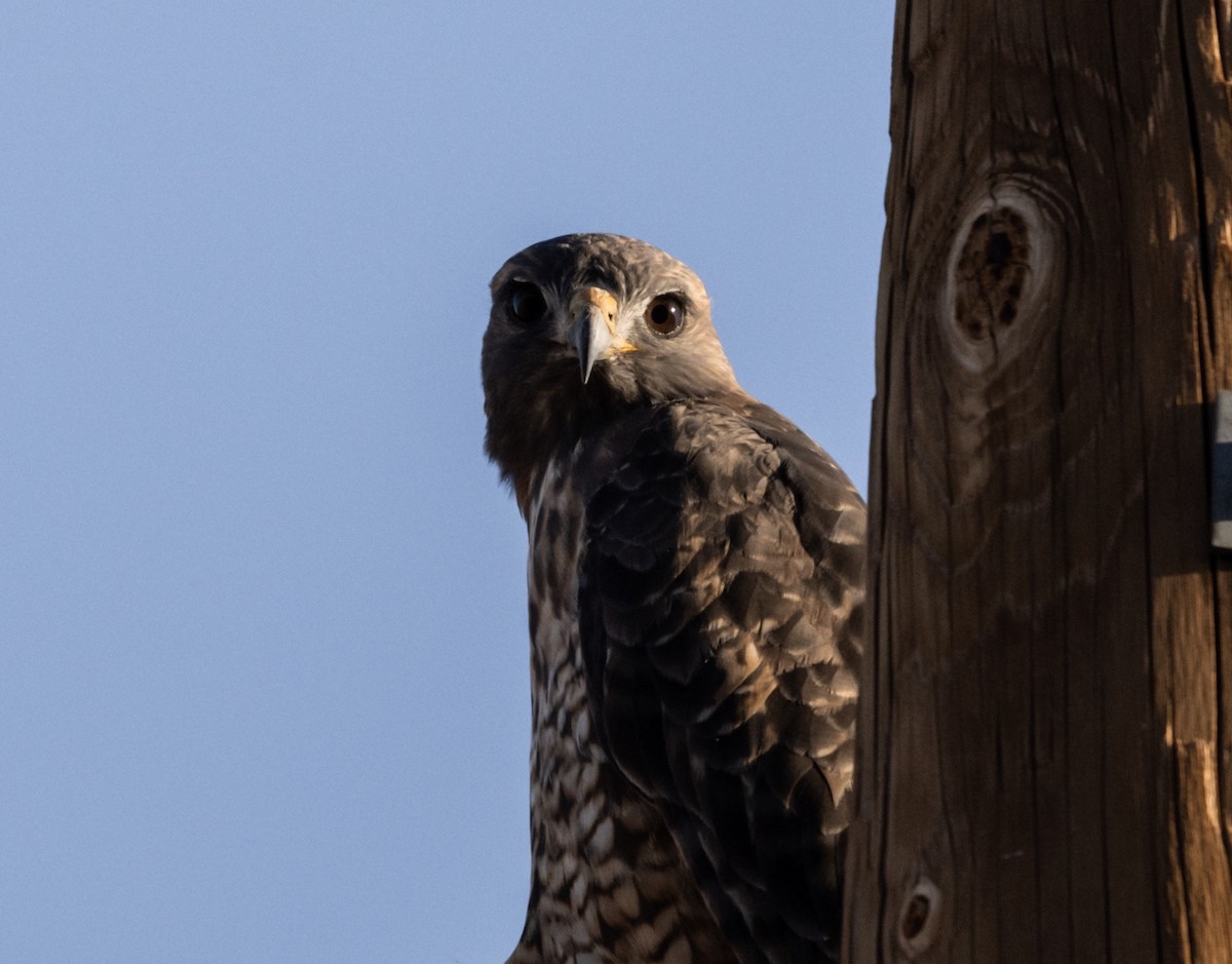Red-tailed Hawk - ML188521391