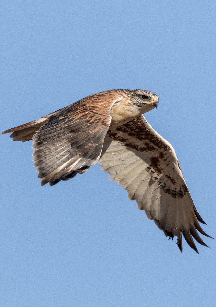 Ferruginous Hawk - ML188521441