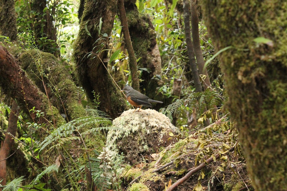 Wallacean Island-Thrush - Muhammad Sigit