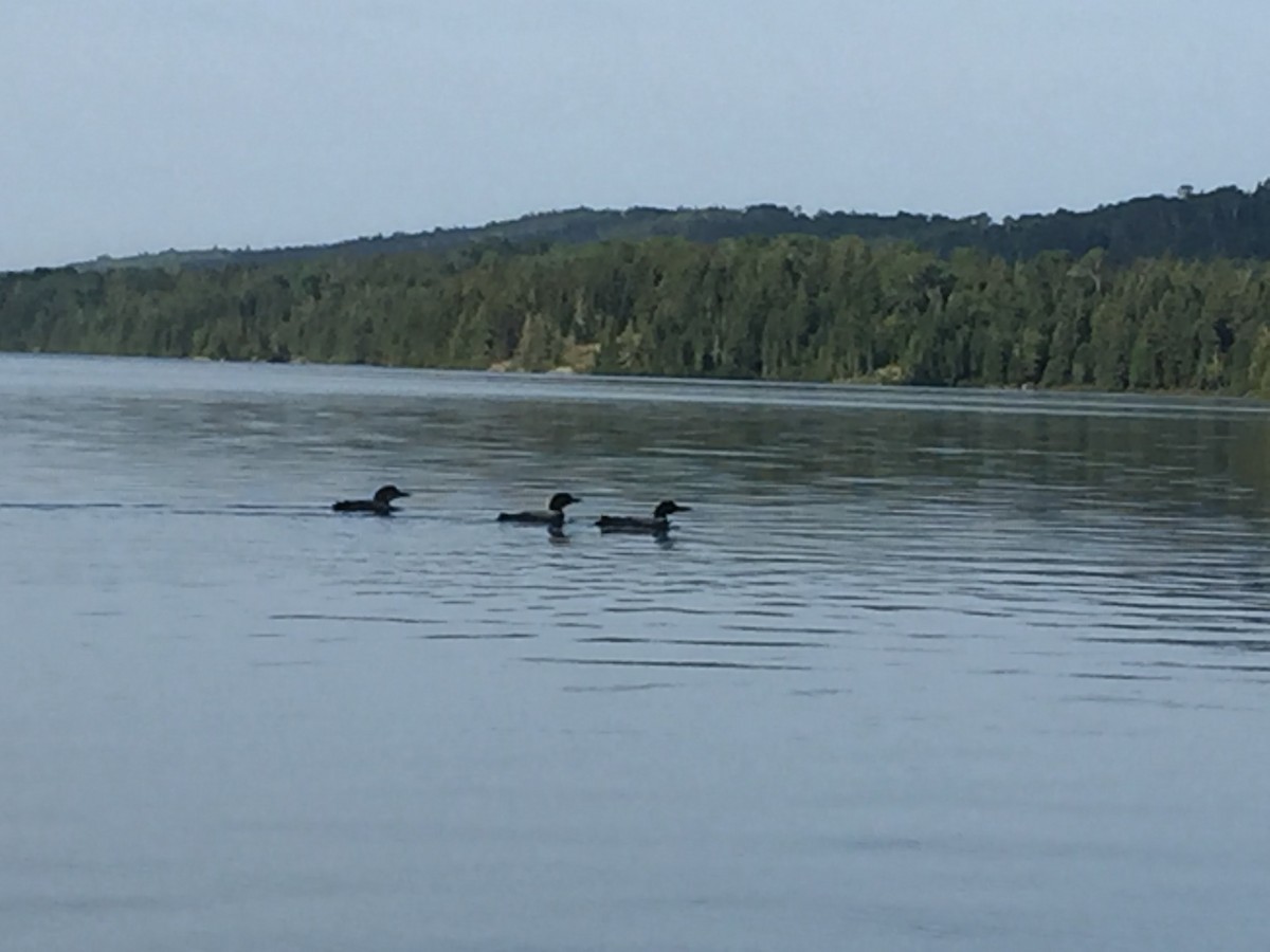 Common Loon - ML188522911