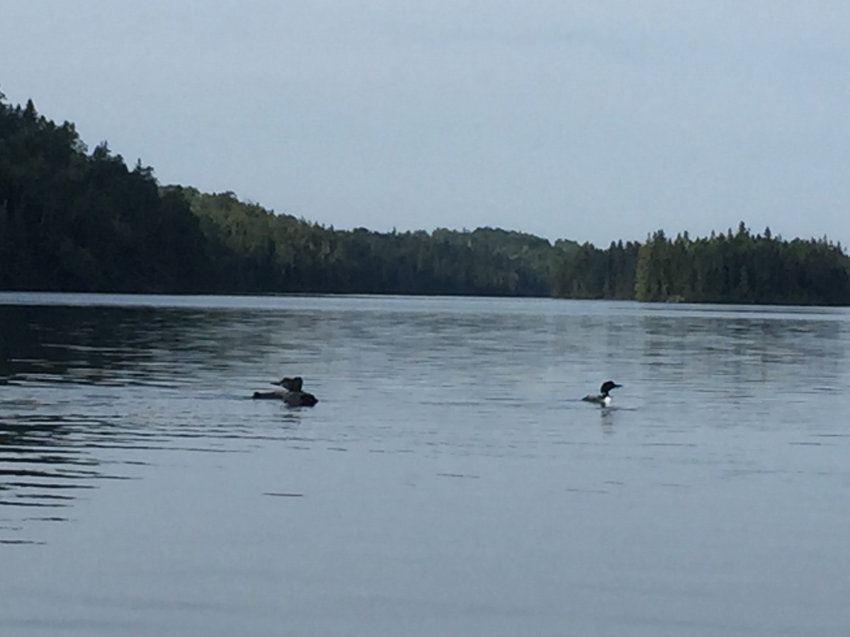 Common Loon - Mary Ashley