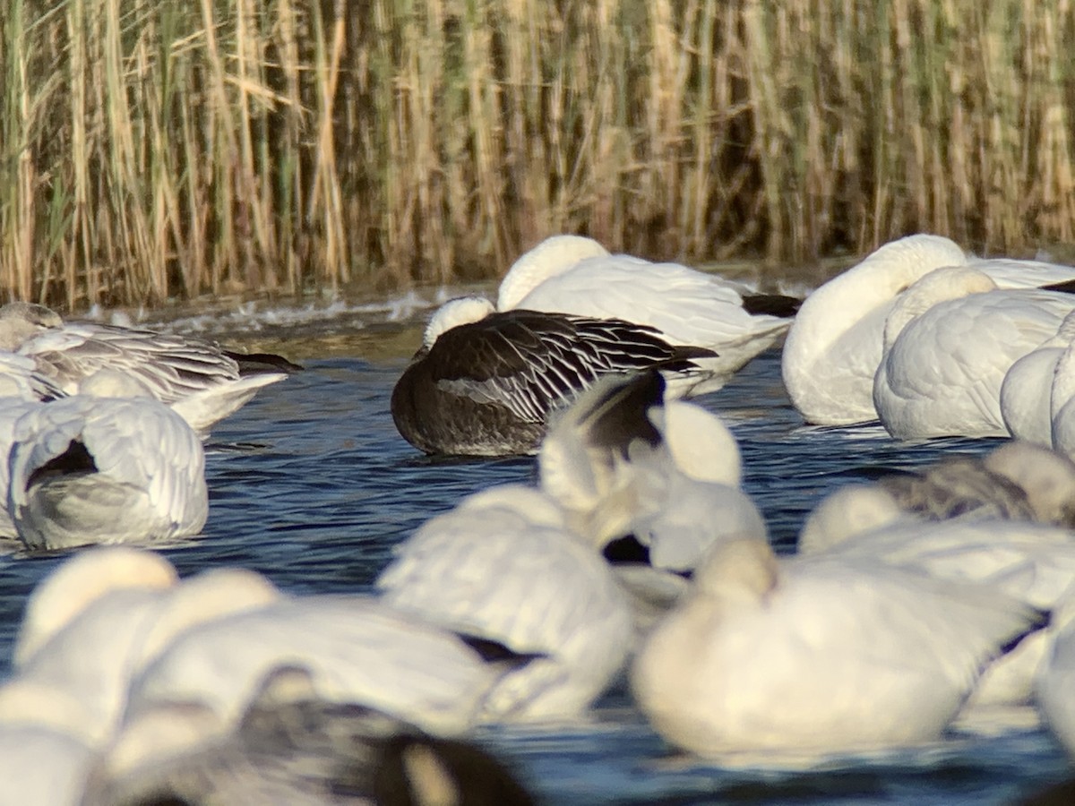 Snow Goose - ML188523571