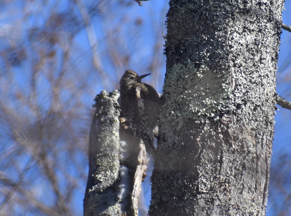 Yellow-bellied Sapsucker - ML188526451