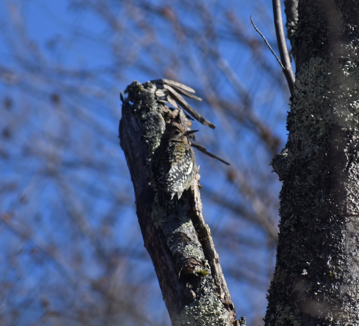 Yellow-bellied Sapsucker - ML188526461