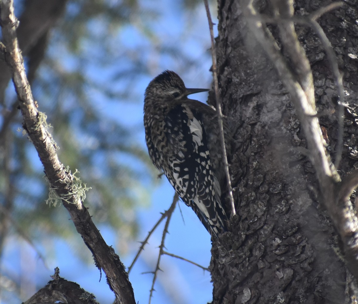 Yellow-bellied Sapsucker - ML188526471