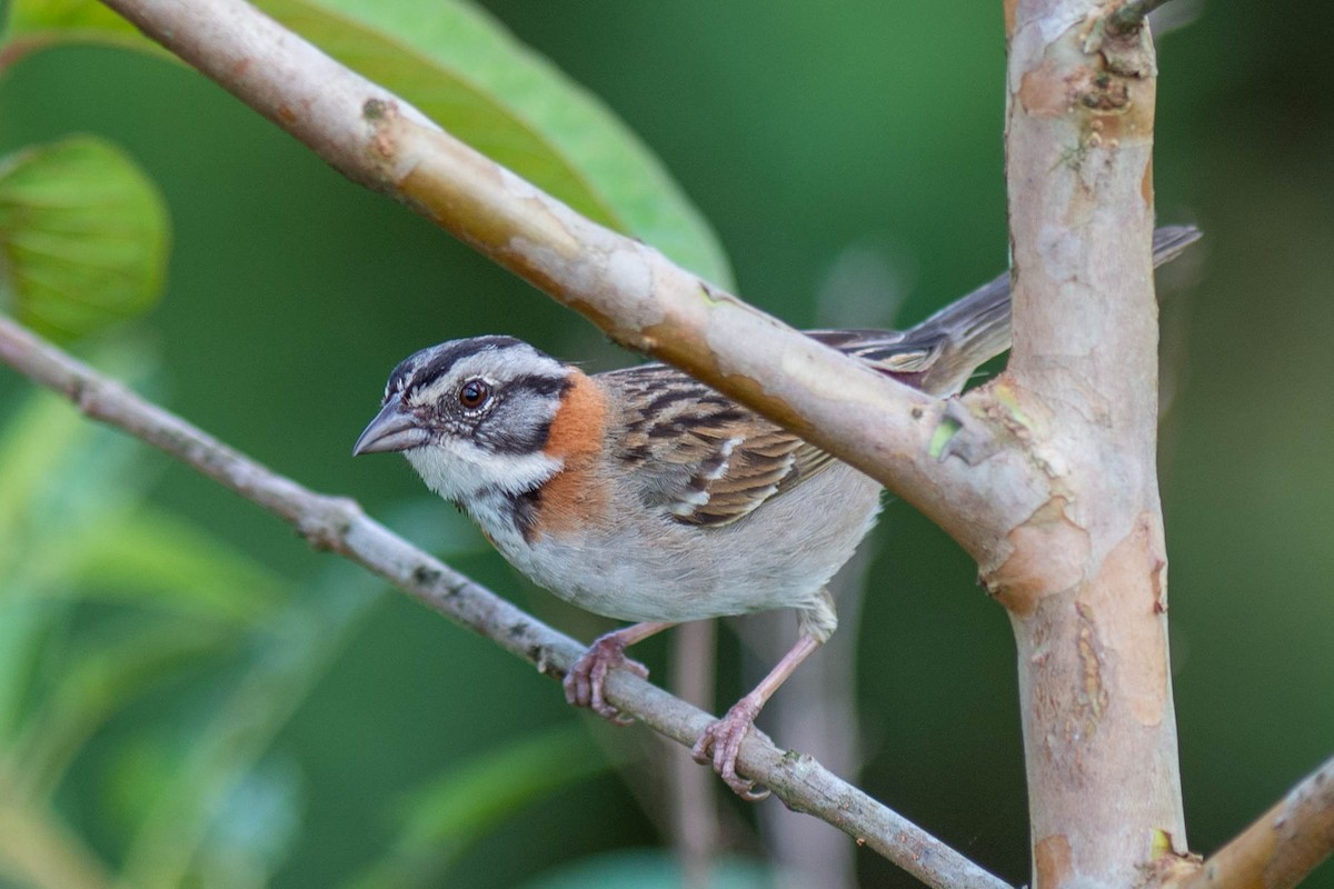 Rufous-collared Sparrow - Tim Liguori