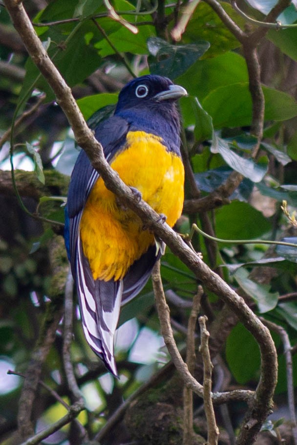 Green-backed Trogon - Tim Liguori