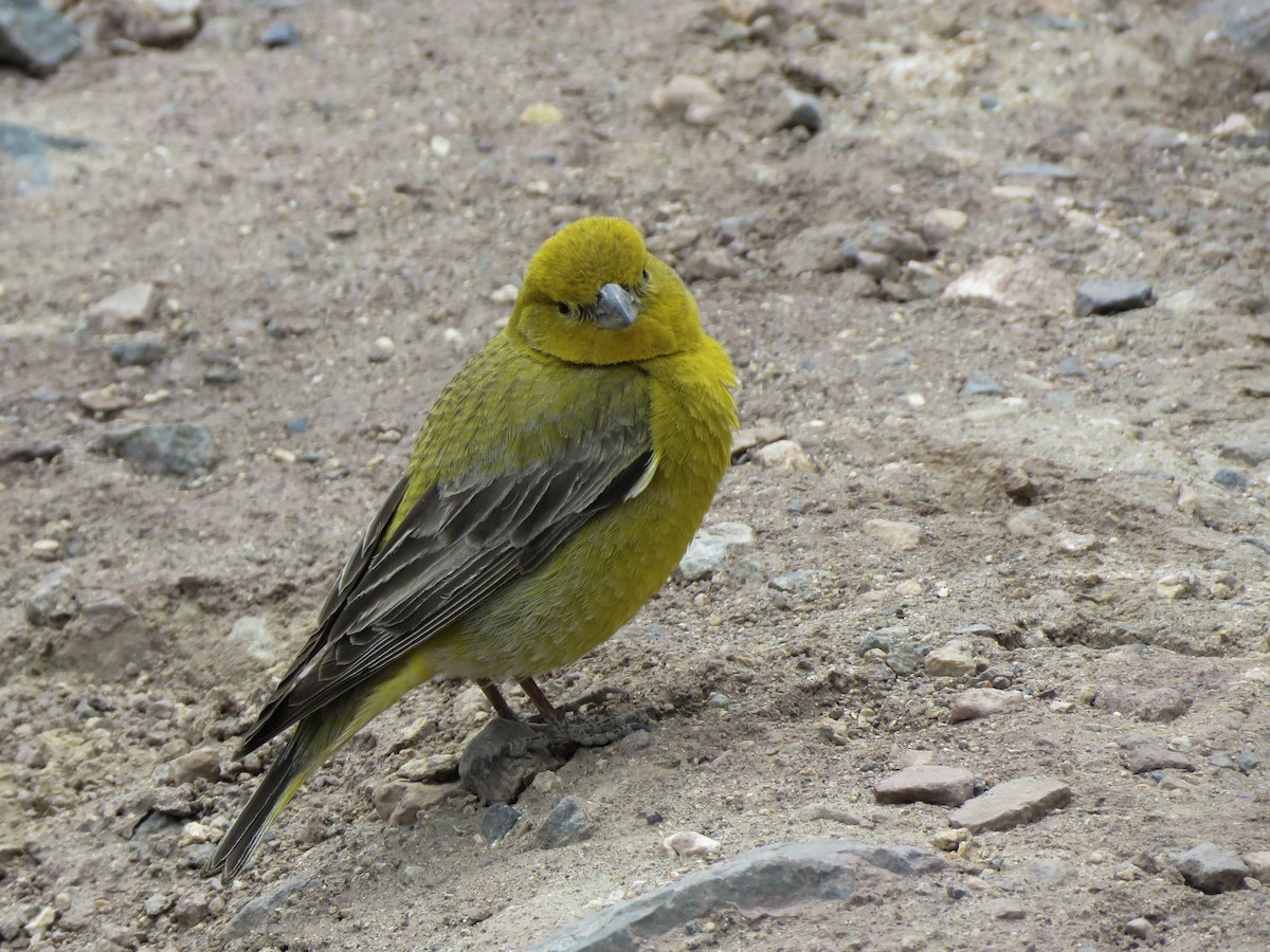 Greater Yellow-Finch - Ignacio Escobar Gutiérrez