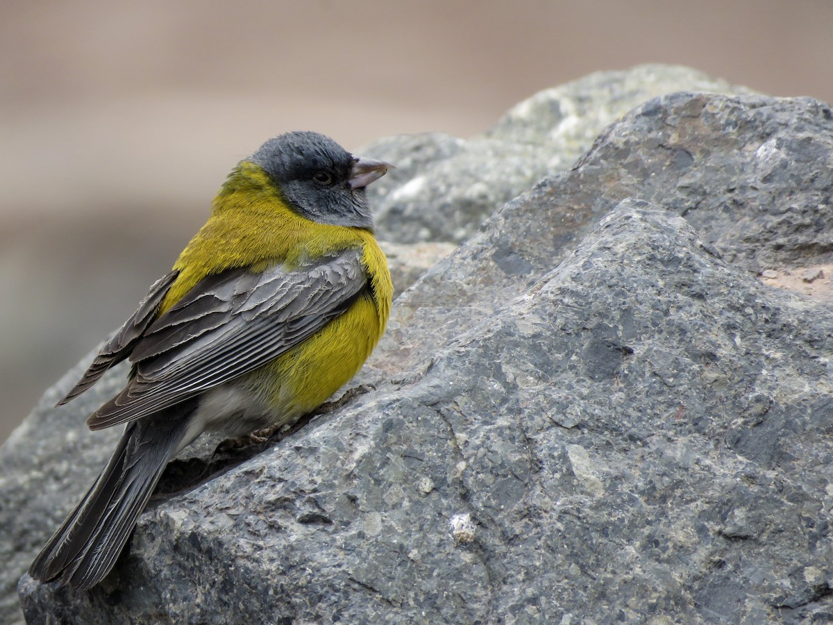 Gray-hooded Sierra Finch - ML188528881