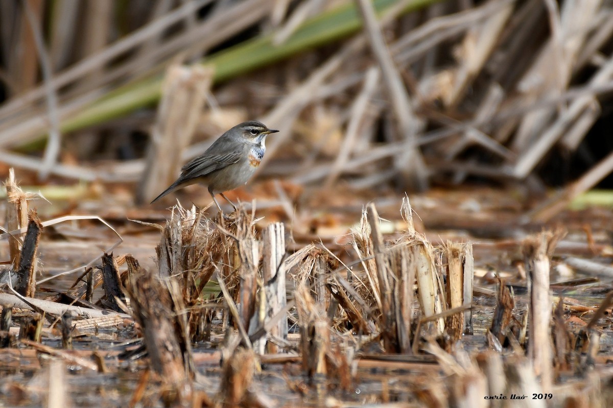 Bluethroat - ML188531311