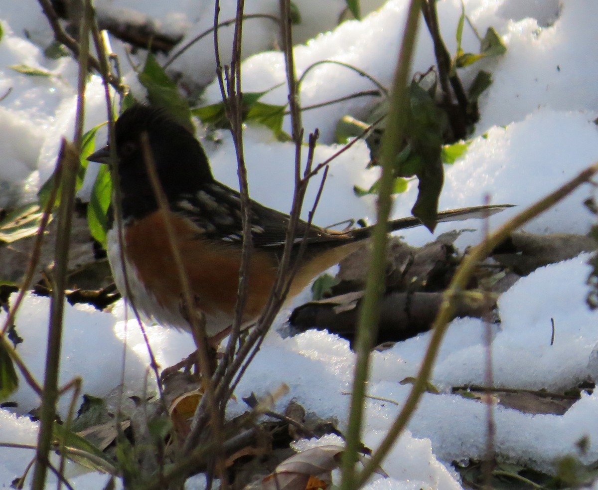 Spotted Towhee - Brad Felton