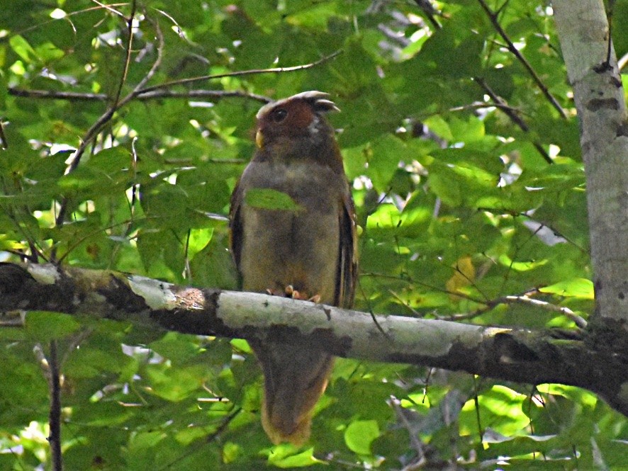 Crested Owl - ML188532321