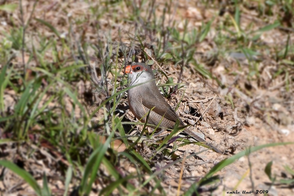 Common Waxbill - ML188532651