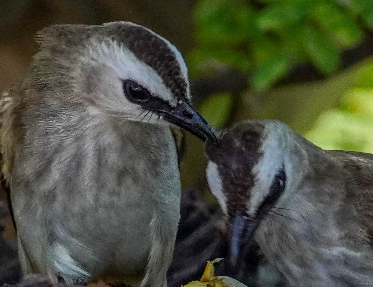 Yellow-vented Bulbul - LA Phanphon