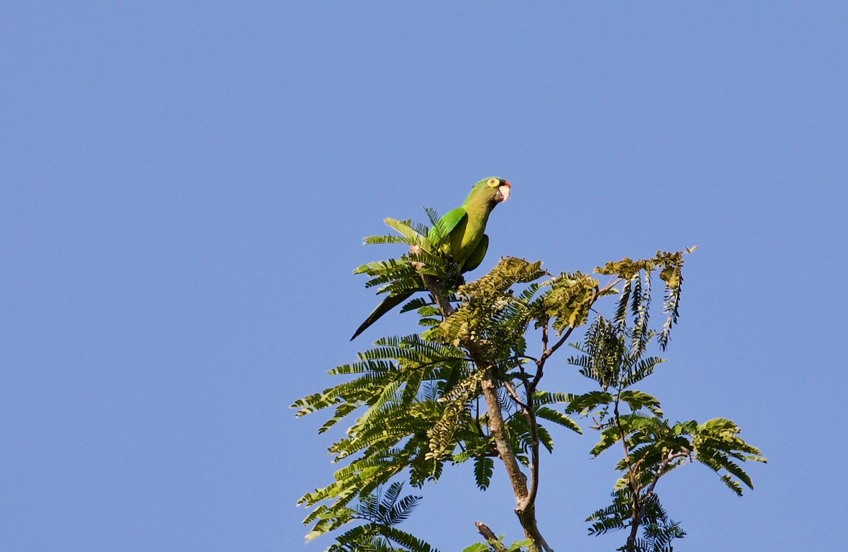 Orange-fronted Parakeet - ML188539141