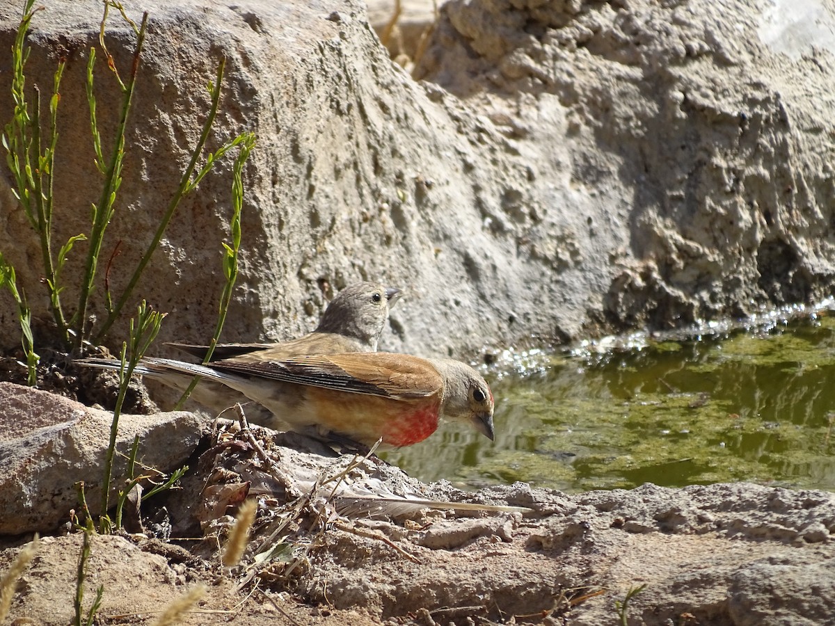 Eurasian Linnet - ML188539821