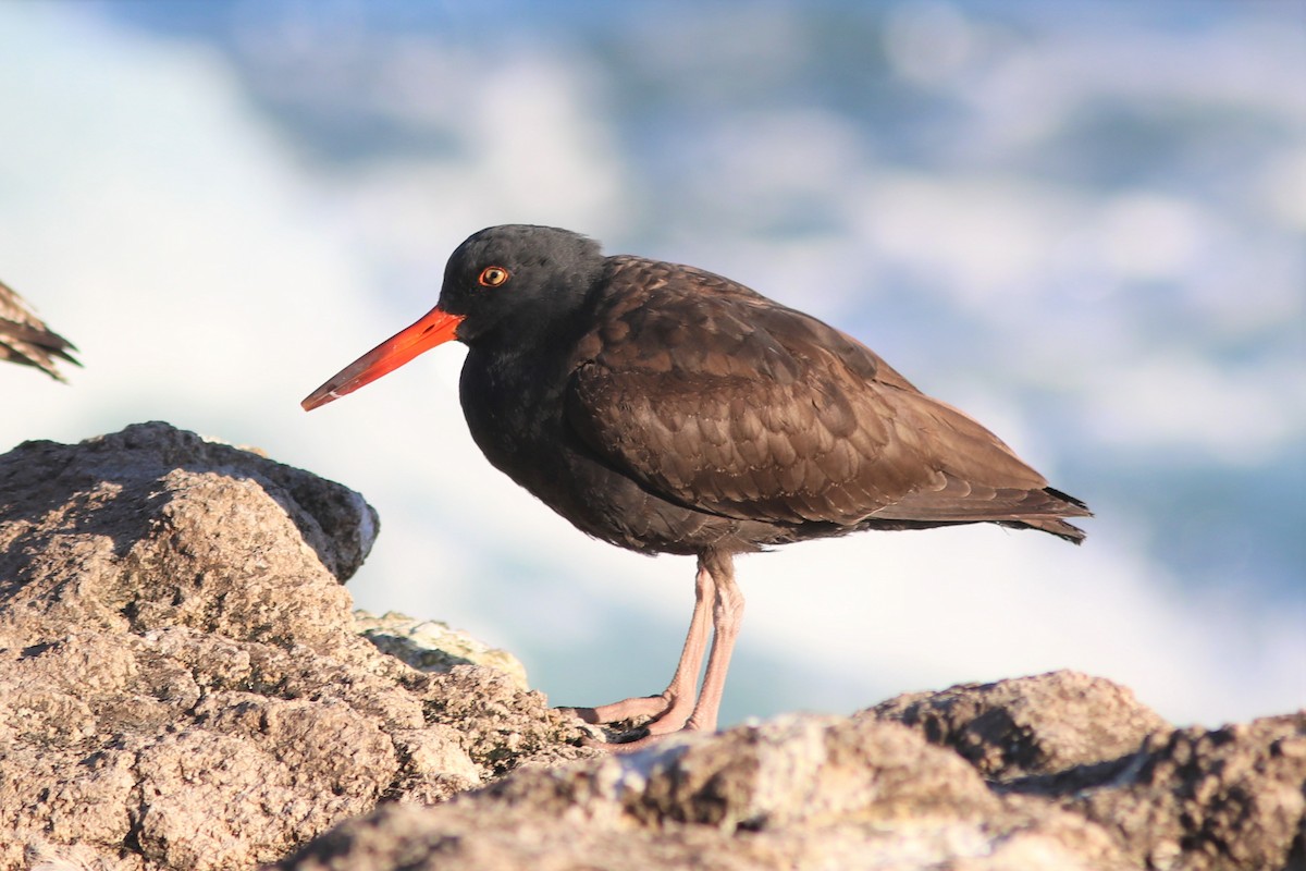 Black Oystercatcher - ML188540301