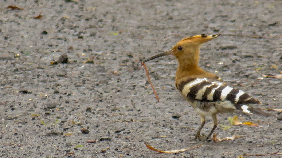 Eurasian Hoopoe - ML188540741